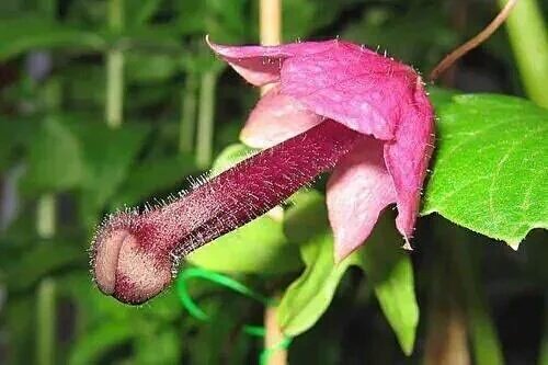 AccuetHome's tweet photo. Visibility is liberating
Hibiscus
Flamboyant showgirl with a funky heart
Different petals
AccuetHome | Nature's Home https://t.co/y6Nth2AXeL