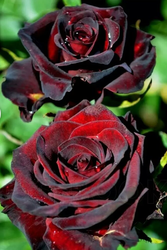 Dainy Chris (@chrisdainy) on Twitter photo 