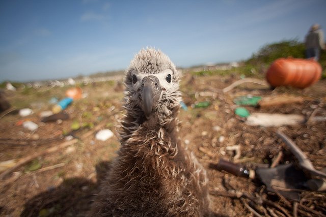 brushbamboo's tweet photo. #Its2016AndWeStillDont know what happens when we throw away our toothbrushes https://t.co/mLHkMSmoRa https://t.co/Vz0u8RrM69