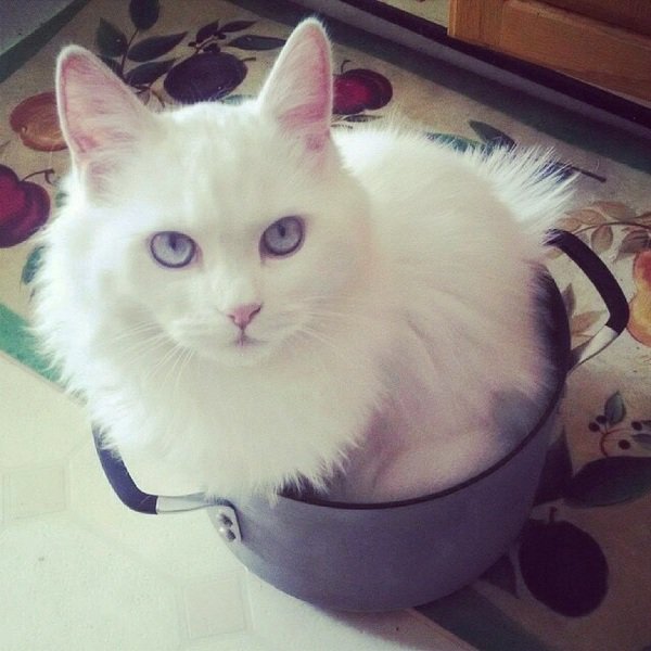 ZooWkaCom's tweet image. Это отличное место, я сяду здесь! #кот #кастрюля #удобство