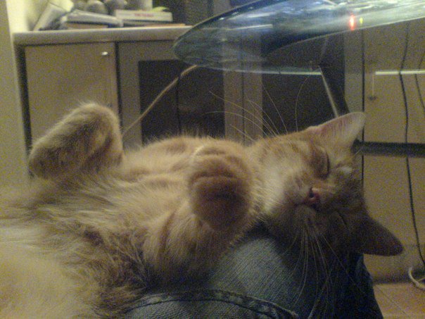 In time when I'm sitting with laptop, my 11-years old he-cat Kesha is relaxing on my kneees )) @ivanawowgirls<a href="/tag/wowgirls"class="tags"><span>#wowgirls</span></a>