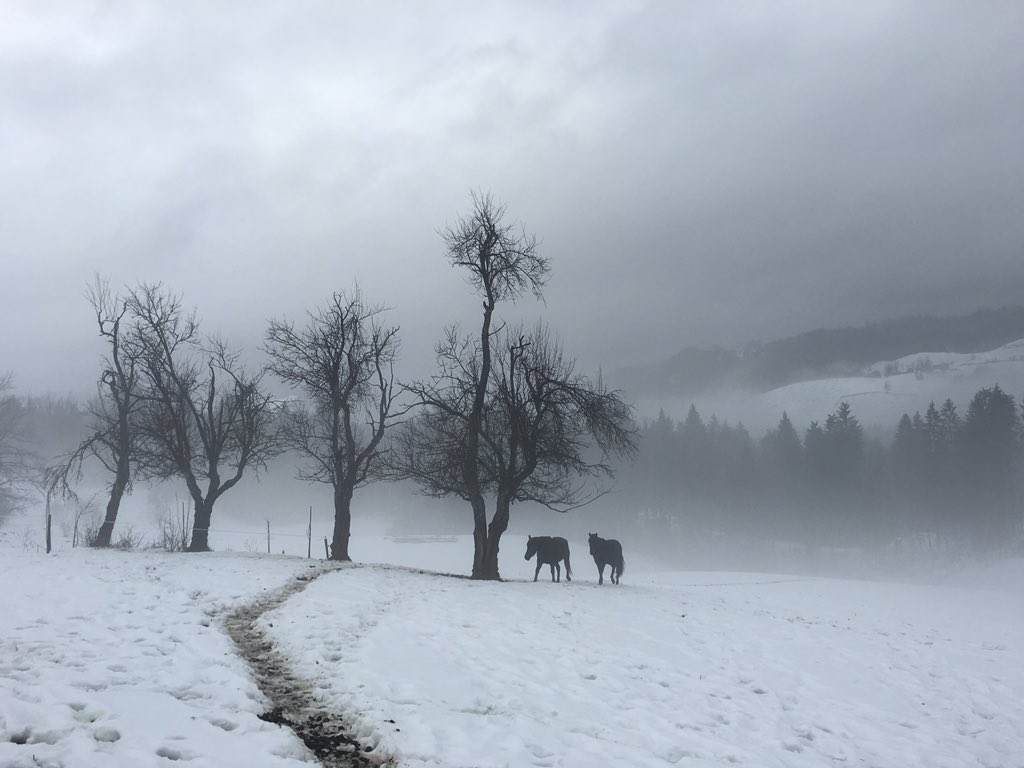 They don't care about the weather, they just love to be outside #endangeredbreed #bosnianmountainhorse #bbk