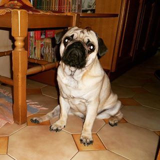 Joy_PhotoCam's tweet photo. Rhum ❤ #carlino #russasempre #love #pug #coccoloso #morbido #lingualunga https://t.co/2fCer3KaUb https://t.co/3n8p8EPrs9
