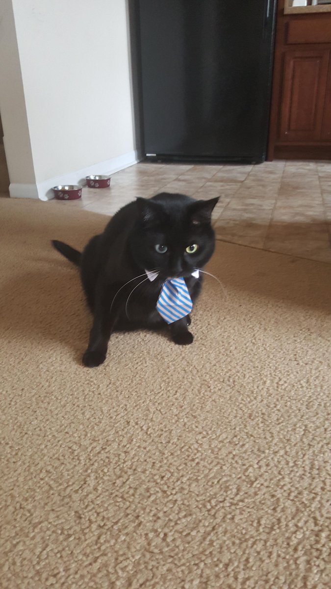 Litter_Kit's tweet image. He doesn't like his tie so much LitterKit.com #kitty #litterkit #cat #cats