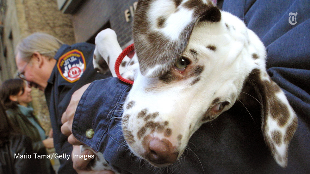 nytimes's tweet photo. A Dalmatian that helped a New York firehouse cope with the losses of 9/11 has died https://t.co/RTAOBJKfHP https://t.co/JWmGAiqtuf