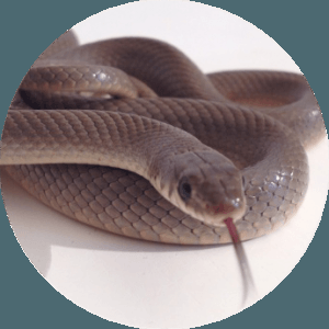 TerrarioData tweet picture