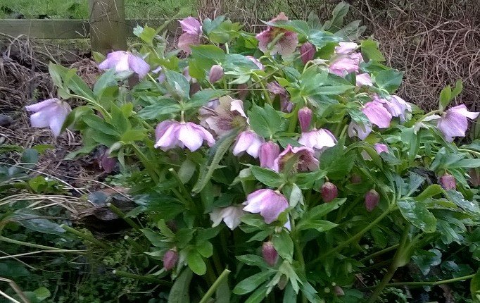 Haddonhall TMO tweet media