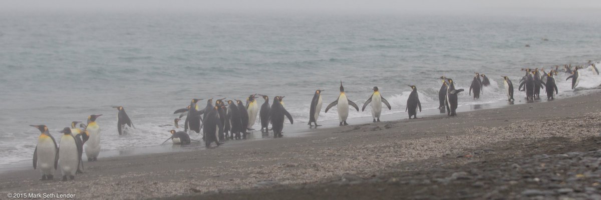 MarkSethLender's tweet photo. Singing in the Rain on Salisbury Plain (King Penguins and Elephant Seals) #wildlife #nature #ClimateDestabilization https://t.co/p7YdJnXxid