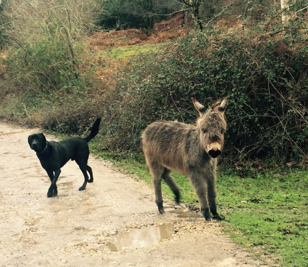 bugglepuffs's tweet image. TrooperBugglepuff went on @NewForestNPA splashingtrek @lyndhursthighst #puddlefun take #free #walk enjoythe #rain ☔️