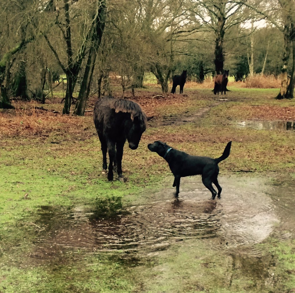 bugglepuffs's tweet image. TrooperBugglepuff went on @NewForestNPA splashingtrek @lyndhursthighst #puddlefun take #free #walk enjoythe #rain ☔️