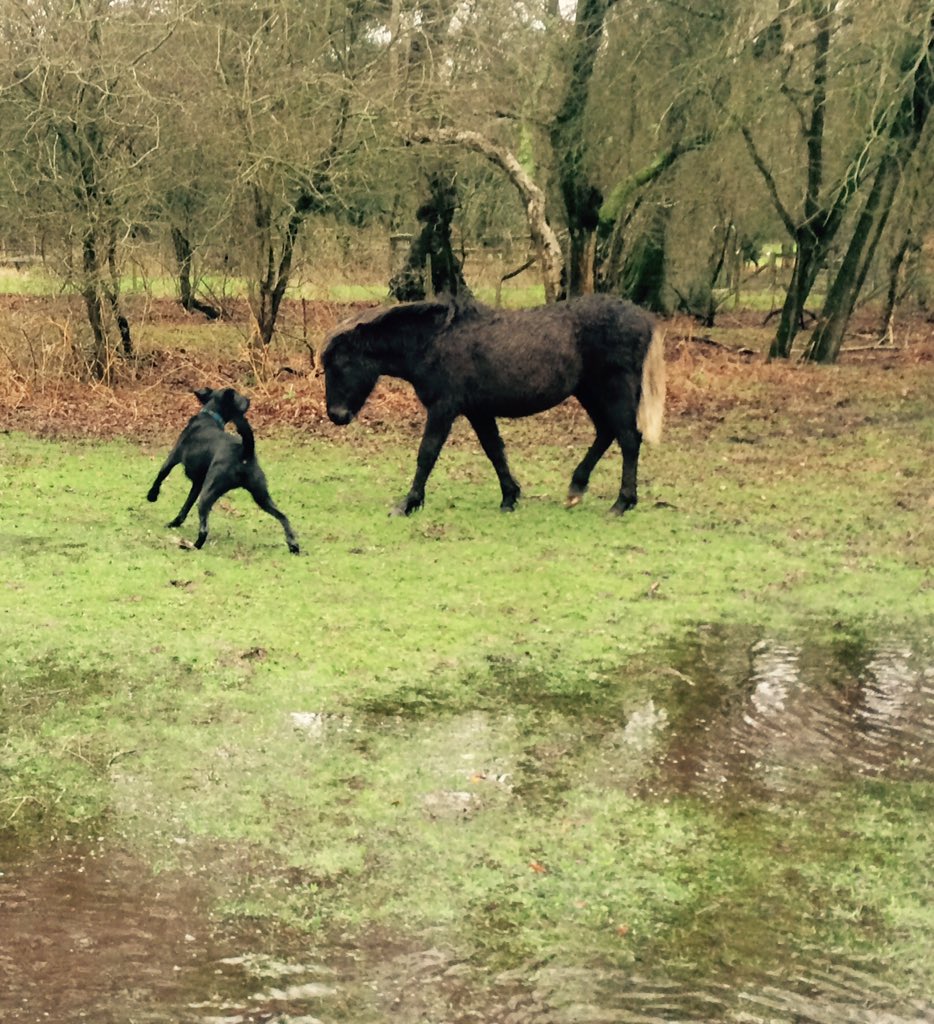 bugglepuffs's tweet image. TrooperBugglepuff went on @NewForestNPA splashingtrek @lyndhursthighst #puddlefun take #free #walk enjoythe #rain ☔️