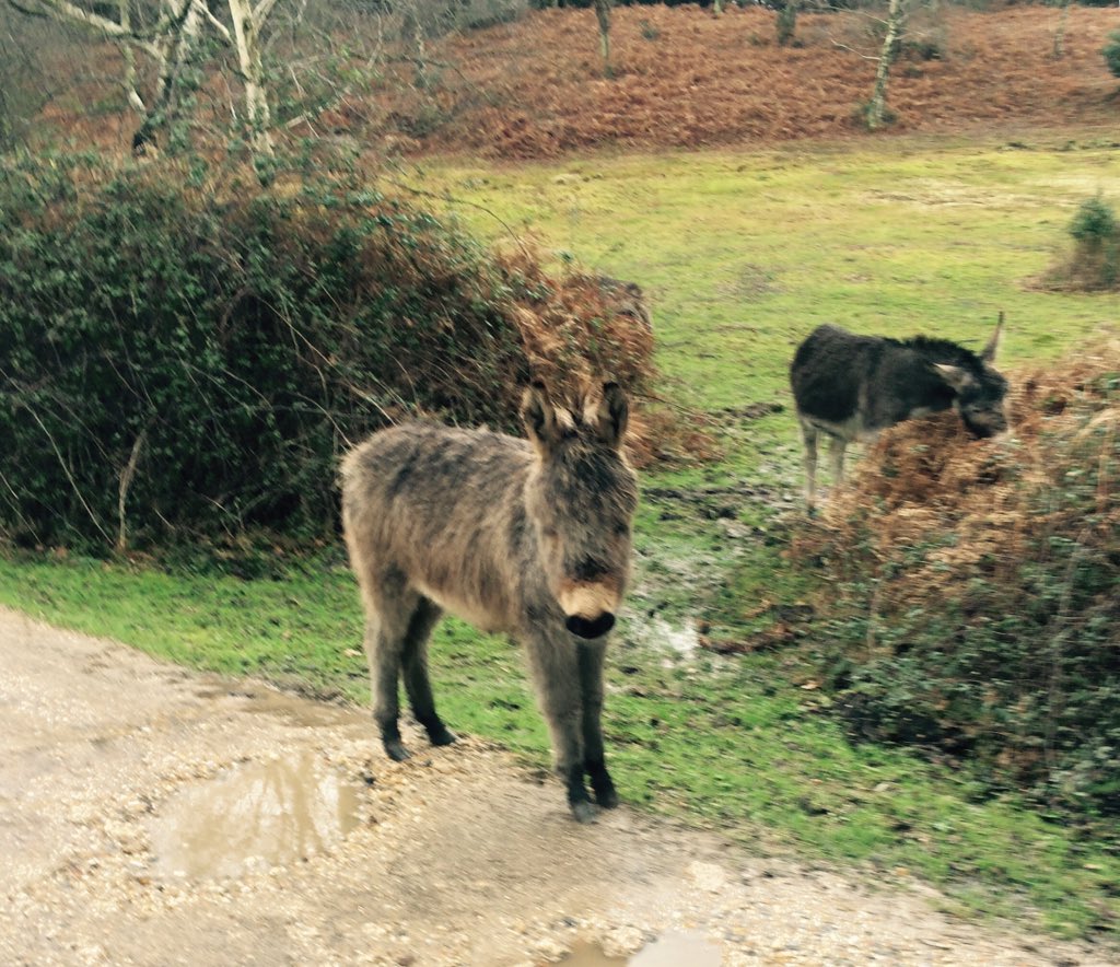 bugglepuffs's tweet image. TrooperBugglepuff went on @NewForestNPA splashingtrek @lyndhursthighst #puddlefun take #free #walk enjoythe #rain ☔️