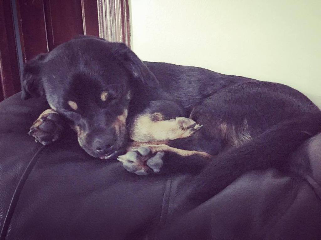 Cinemanimo1's tweet photo. https://t.co/uQjX6EiD2W #backofthecouch #curledintoaball #puppydog #chiweenie #chihuahua #daschund #sleepysaturday… https://t.co/QB5mv87zGb