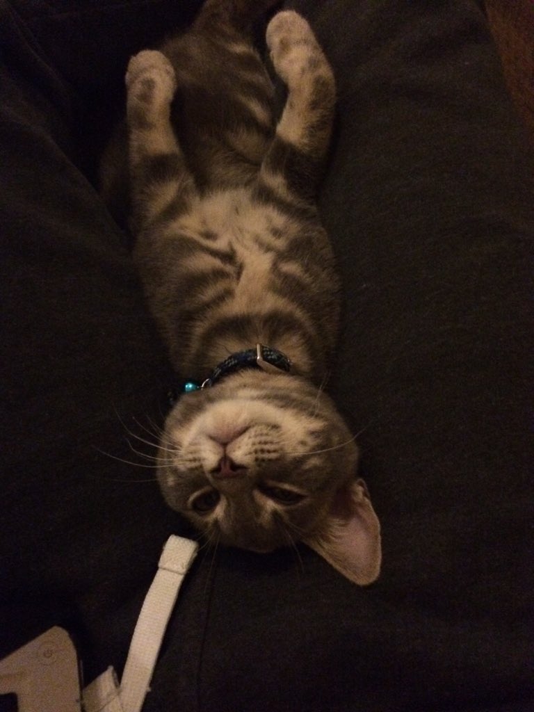 Awww_Pets's tweet photo. https://t.co/qnzdgoTJsB