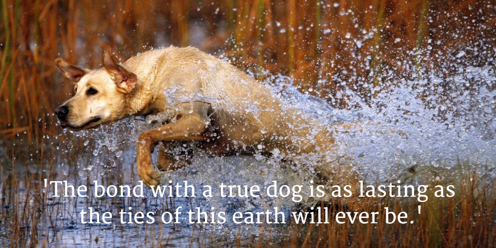#CanineCareWithMarcTheVet
buff.ly/1T4aQ1A