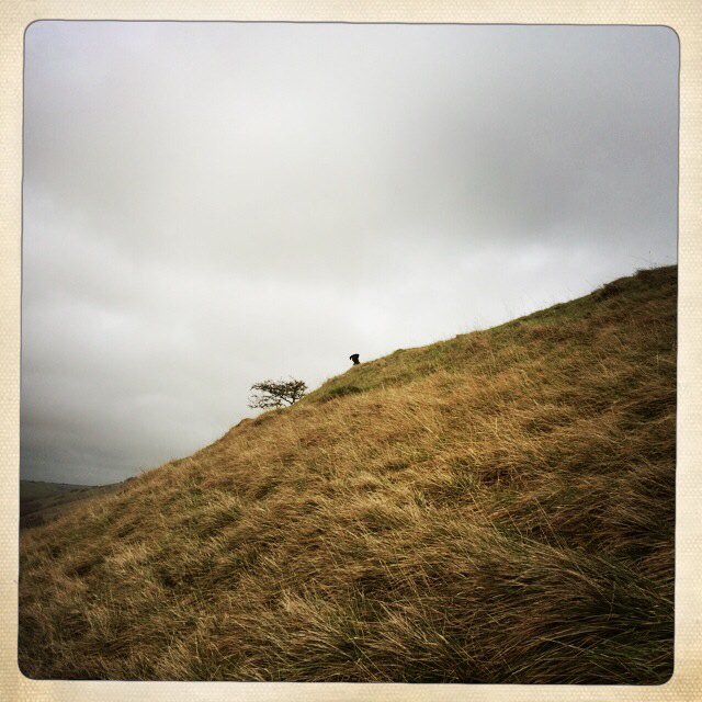 DogBrighton's tweet photo. Pickle had a rather shy admirer too! #puppylove https://t.co/ykl2QXDUqM