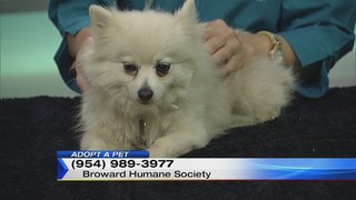 ChiChi the Pomeranian from @HumaneBroward is looking for a forever home! local10.com/video/chichi-t… https://t.co/0WJMWdz5S5