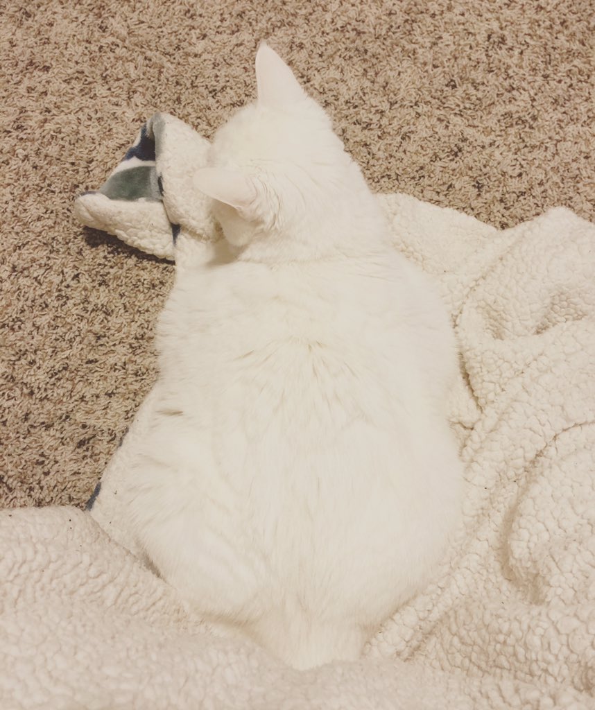 Camouflage kitty 🐱 #writingbuddy #Boo