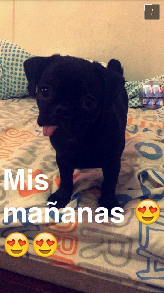 orianaponce3's tweet photo. Sofia la más linda 😻😻😻 https://t.co/4sMzPmSM84