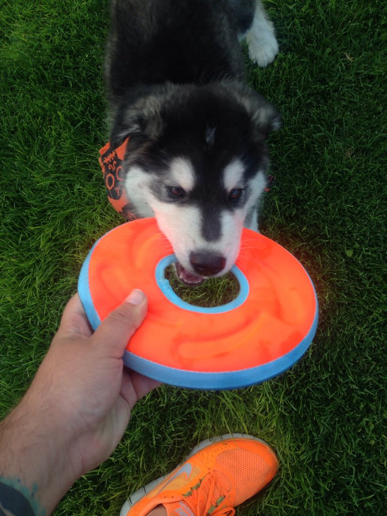 BubuRomo's tweet photo. Koi ya va por el frisbee chingón. https://t.co/iuBKvdAid6