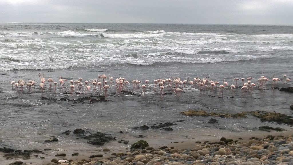 CallithrixApe's tweet image. 