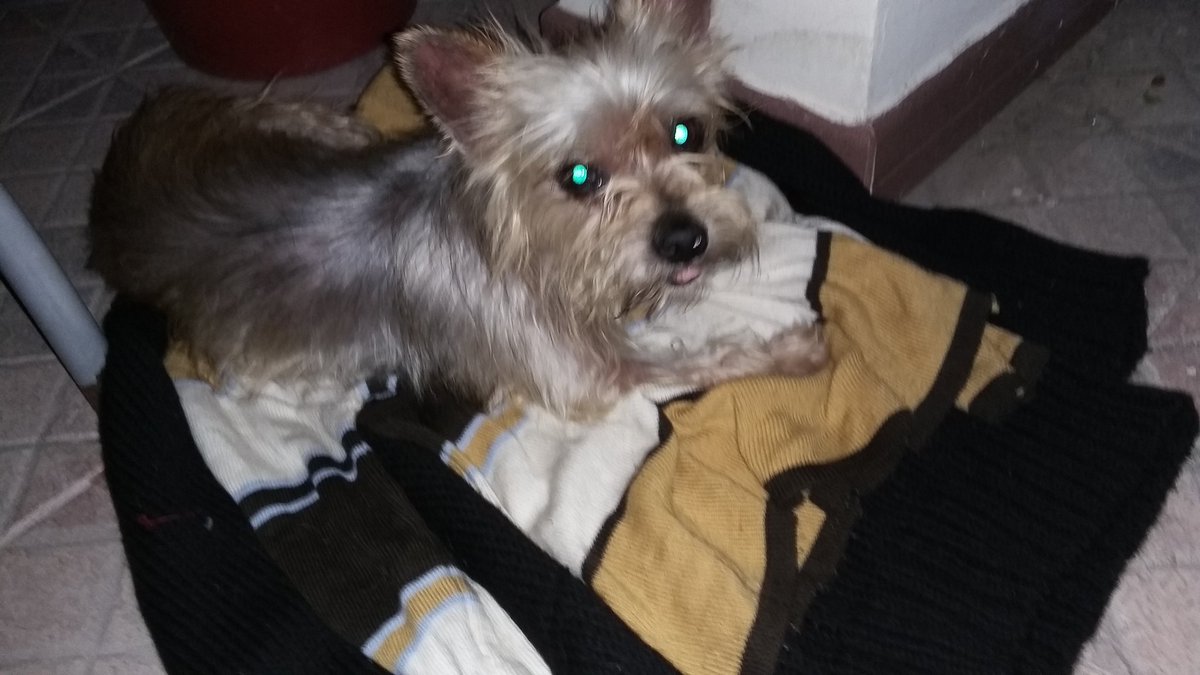 Encontrado en lanus este!! .Estaba asustado es super bueno...<a href="/elcampito/">El Campito Refugio</a> <a href="/refuasis/">Refugio San Francisco de Asís</a> <a href="/candetinelli/">Candela</a>