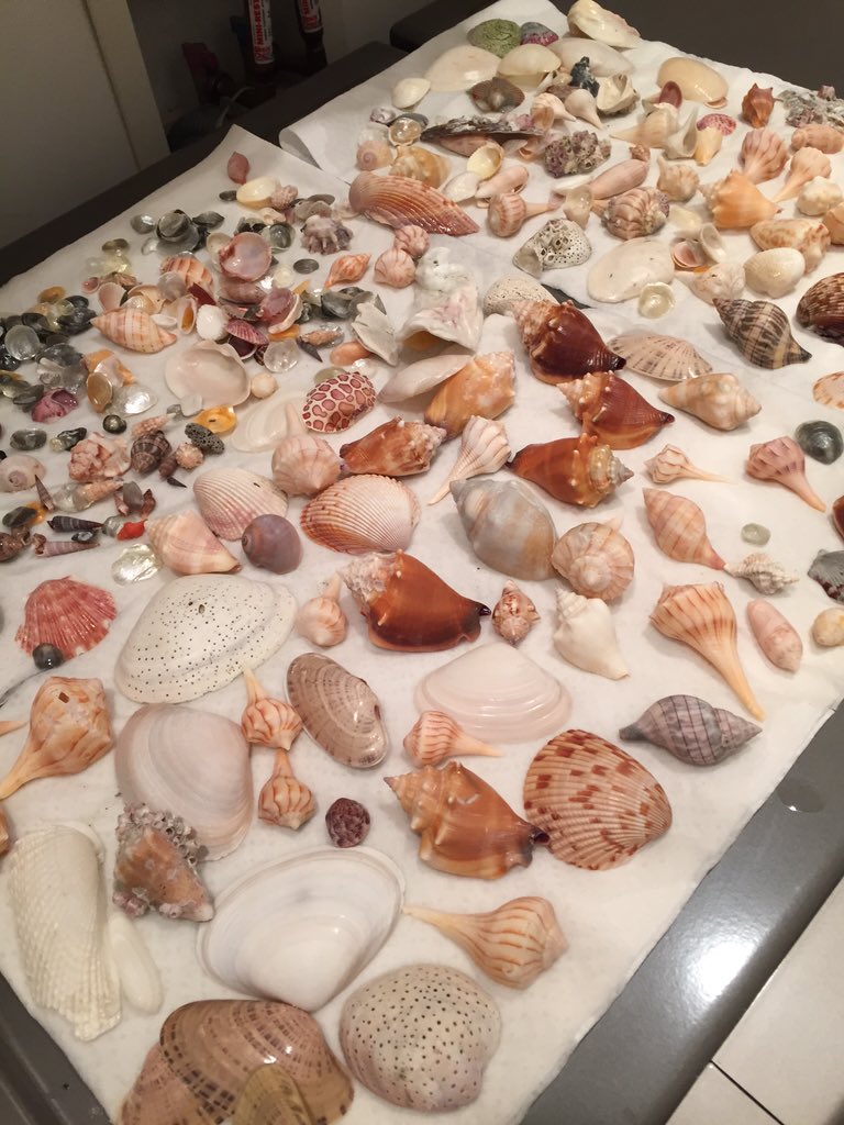 VreelandTeacher's tweet photo. #FloridaShells bleached and drying We loved our vacation on Marco Island @marcomarriott https://t.co/A5X0Ogc4yh