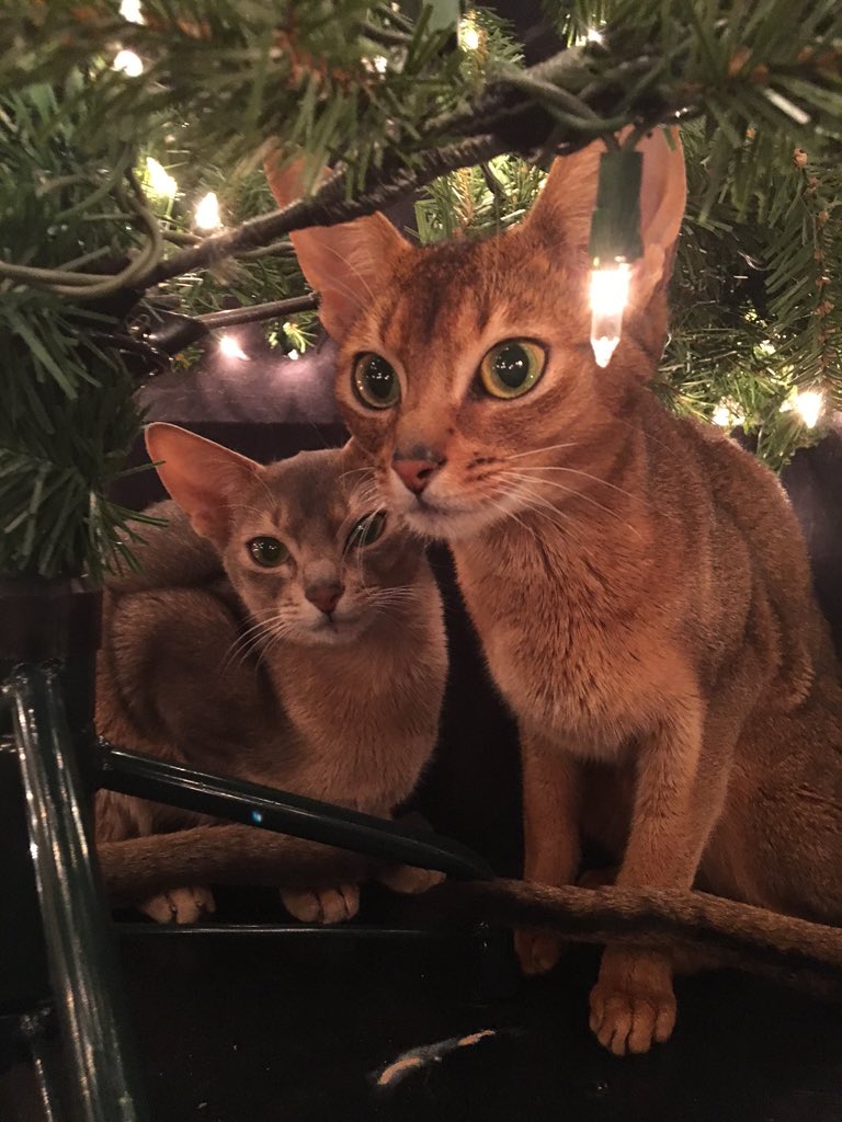 TheRealMothra's tweet photo. Missing my tree. https://t.co/E7pk1xfBnx