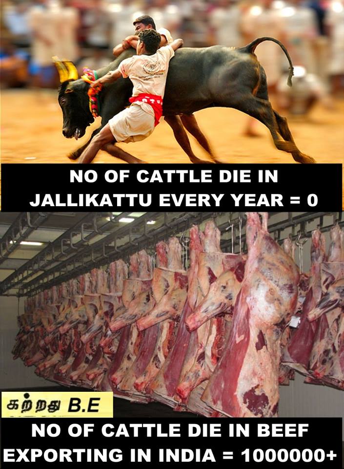 mathankcbe's tweet image. people blindly protest against jallikattu, if u hve real guts protest against beef exporting in India #jallikattu