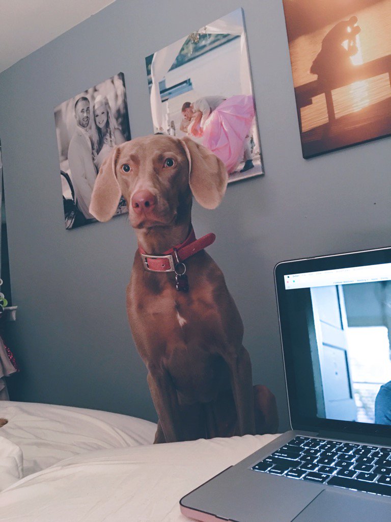 Krysty_CKDE's tweet photo. How much more #netflixandchill are we doing today mom?!!!! #olivemarie #weimpup #weimaraner 🐾🐾💻 https://t.co/VJOXtTV838