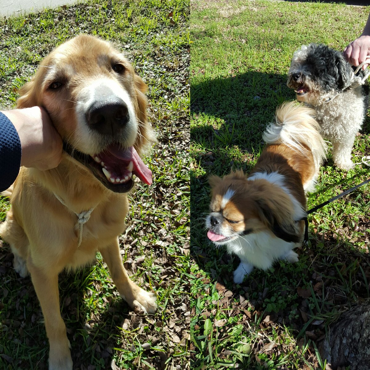 Found these pups near Lakeline, NW Austin.  Help find the owner! <a href="/austinpetsalive/">Austin Pets Alive!</a> <a href="/austinanimals/">Austin Animal Center</a> <a href="/Hksteww/">Hannah Stewart</a>
