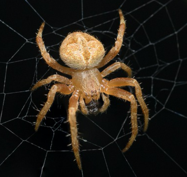 RepDigger's tweet photo. #RipoffReport and #Scamorg – Spiders in a Jar: https://t.co/thHxTcAe6P https://t.co/buA3hAQZfQ