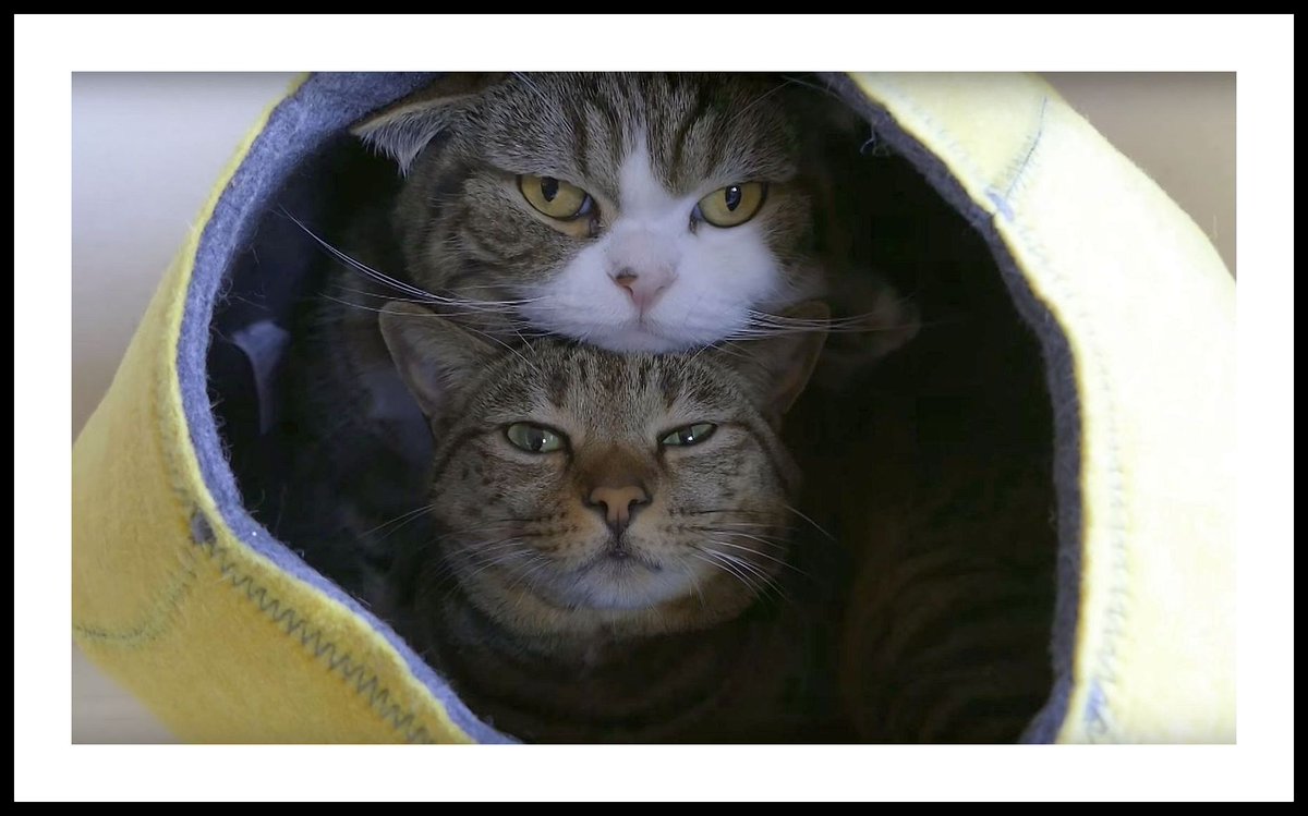 Cute Overload tweet media