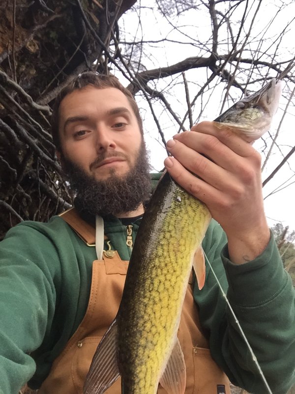 Fishidy's tweet photo. #DelawareLake pickerel posted on @Fishidy https://t.co/PWZAxykpAW https://t.co/Ou8oHP03Nj