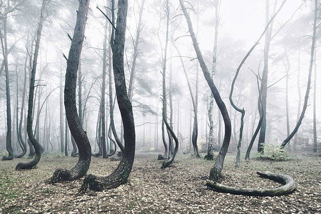 pepegrillocom's tweet photo. Este extraño bosque de árboles curvos es un misterio para la ciencia.

https://t.co/NpxgtRq2gh https://t.co/L8H9Y6wUwf