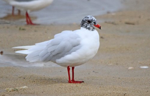 Even Gulls are thinking of summer. #MediterraneanGull #ShellBay
