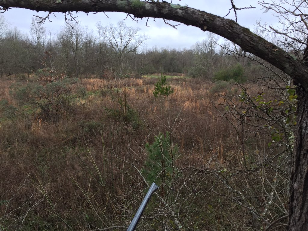 RossCaton's tweet photo. Good looking spot for this afternoon. Now I just need big daddy to walk by. https://t.co/HOjo6d4YWJ