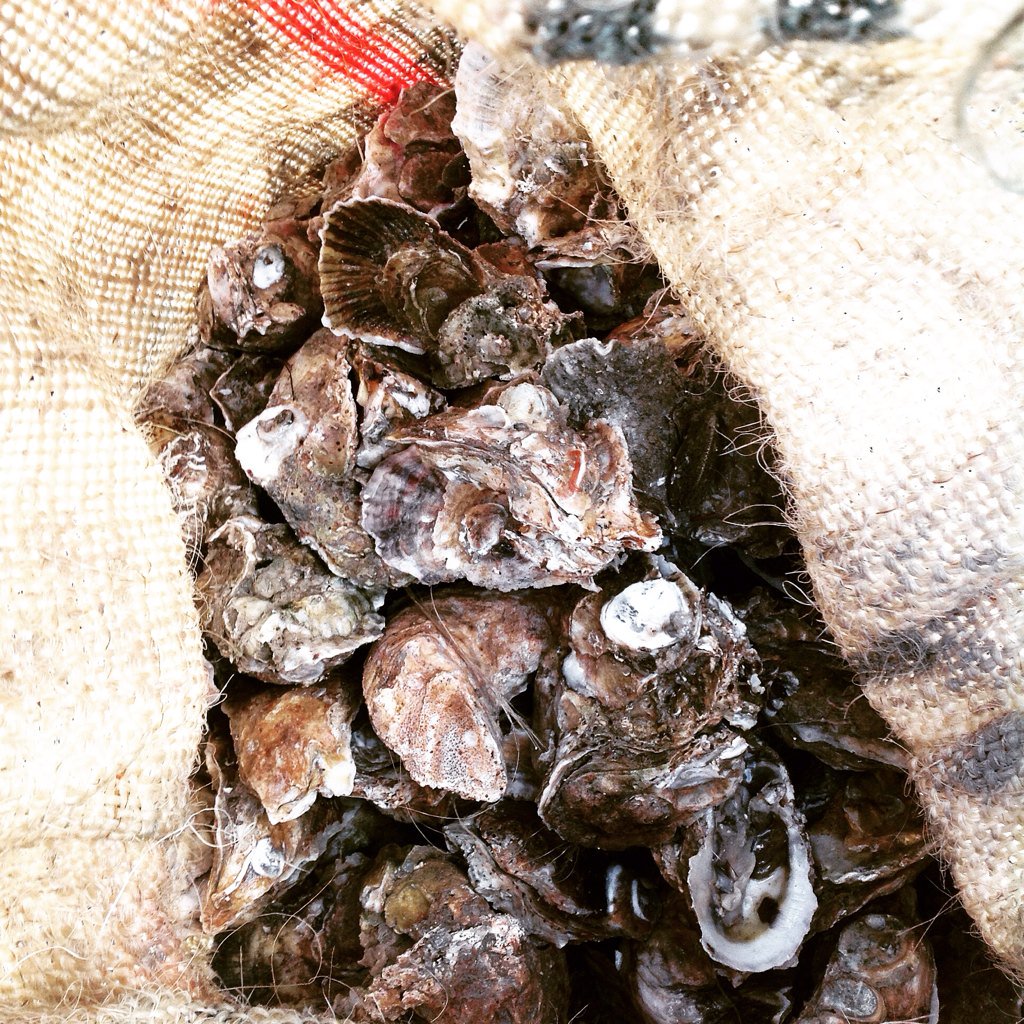 NORTHBEACHGRILL's tweet photo. Join us on Thursdays for oysters and beer starting a 5:00pm https://t.co/CEDorCmp87