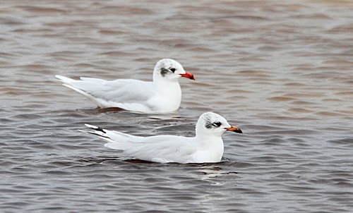 Here is two more Med Gulls from today adult winter and a 2nd Winter.#ShellBay #PooleHarbour