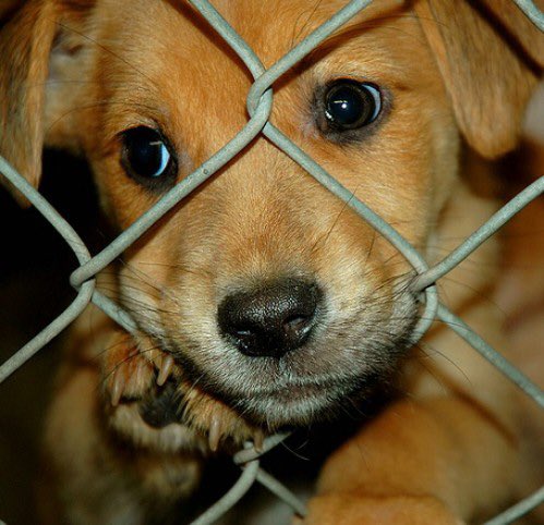 RelatableVeg's tweet image. ‼‼️‼️‼️️PLEASE ADOPT AND DON'T BUY‼️‼️‼️‼️