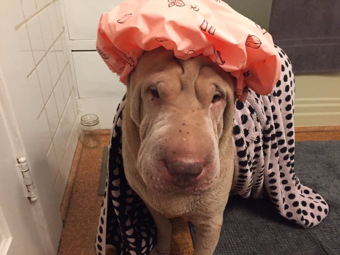 Just gave Luna a bath 😍😭 https://t.co/JapGYMFBeL