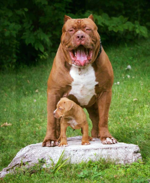 ElFlow95's tweet image. Pero Bully
Toda su vida leal
Con los niños, amo, y con su pastor @Raza de perros bully