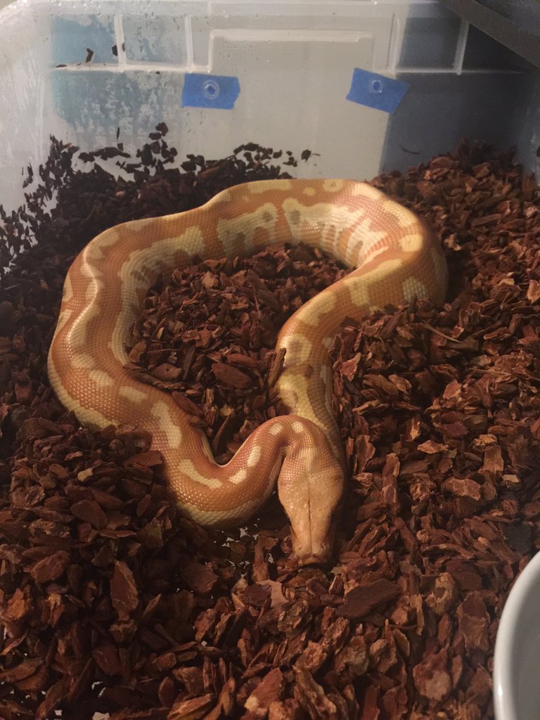 GearworkExotics's tweet image. Cersei, 0.1 T+ blood Python #bloodpython #pythonbrongersmai