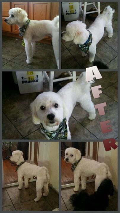 FpoPets's tweet photo. The doodle is all cleaned up! Doesn't Mallow look great? Thanks to #caninedesign and Rhonda. doodle #adopt https://t.co/t9OLRDLIUf