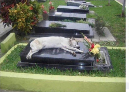 viraltweets66's tweet photo. For 6 years this German Shepherd named Capitán slept by the grave of his owner every night at 6pm https://t.co/diqLR0tjKm