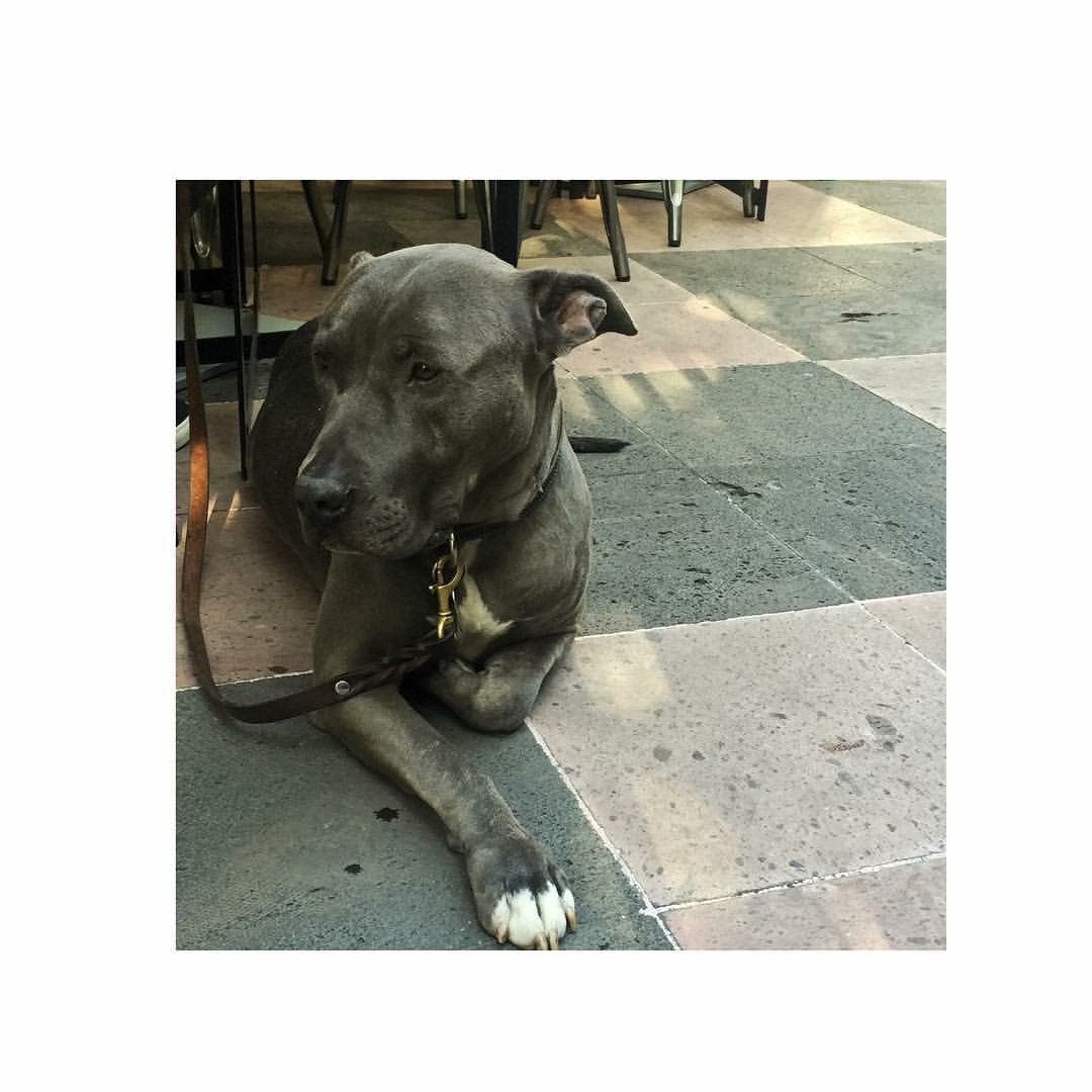 Zuria_teamo's tweet photo. #Perrou 😍🐕💕👏 @zuriavvega https://t.co/fVFI7YD6e5
