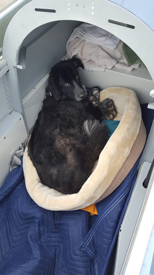 Pilots N Paws tweet media