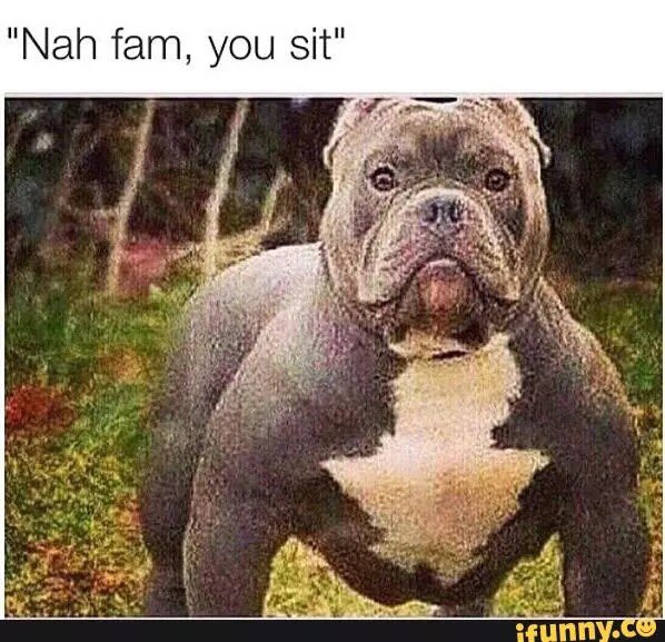 AmazingNate3's tweet photo. #ImInChargeAnd I'm tellin you to sit https://t.co/pKYHGZDKgI