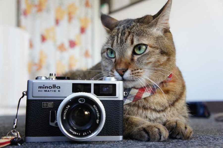可愛い猫ちゃんとふれあい放題 大阪猫カフェ４選 Unique Trip