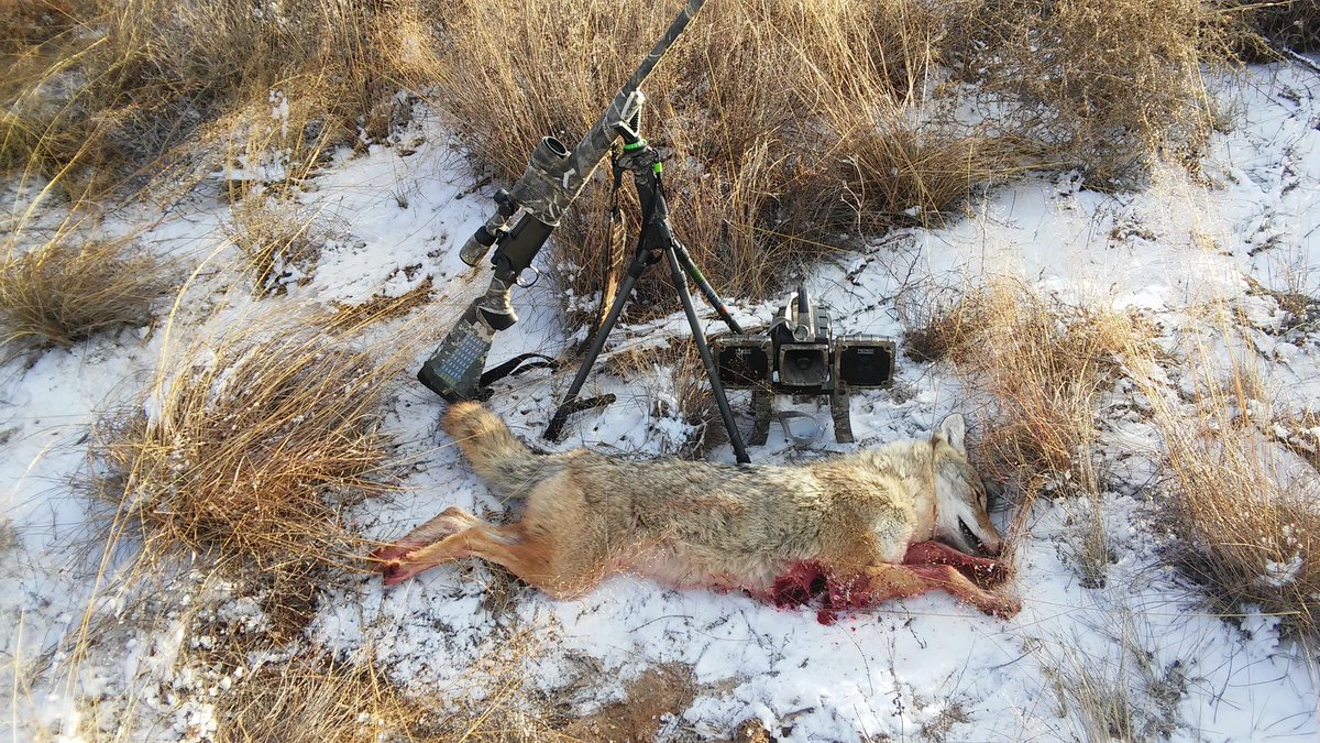 jrl620's tweet image. Lost count for the alpha dogg, but here's my first coyote with my new gen2 trigger sticks. Thanks @Primos_Hunting